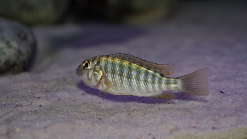 Simochromis diagramma 'Isanga Bay'